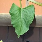 Rumex spinosus Leaf