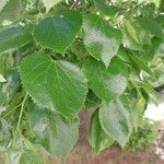 Tilia × euchlora Folla