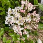 Viburnum carlesii 花