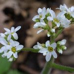 Micranthes virginiensis Flor