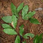 Tetraberlinia bifoliolata Blatt
