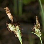 Carex tomentosa Övriga