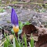 Crocus sieberi Λουλούδι