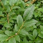 Vaccinium membranaceum List