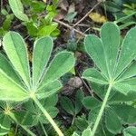 Lupinus micranthus Leaf