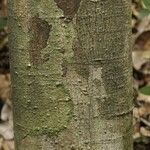 Thyrsodium guianense Bark