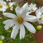 Cosmos bipinnatusBlomma