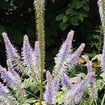 Veronicastrum virginicum Blüte