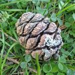 Sequoiadendron giganteum Fruit