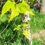 Betula costata Folio