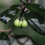 Microcos schmitzii Frucht