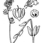 Linaria micrantha Άλλα