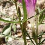 Ipomoea plummerae 樹皮