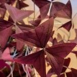 Oxalis triangularis Blatt