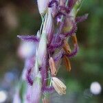 Phragmites australis Blüte