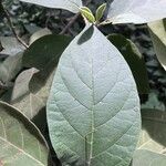 Solanum erianthum Blatt