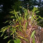 Maxillaria egertoniana Агульны выгляд