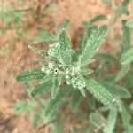 Heliotropium bacciferum Flower