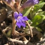 Orobanche nana Кветка