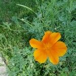 Eschscholzia californicaFlower