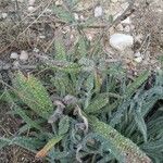 Echium asperrimum Leaf