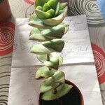 Crassula perforataDeilen