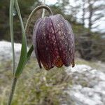 Fritillaria montana Other