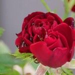 Rosa × odorata Іншае