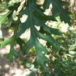 Quercus cerris Folio