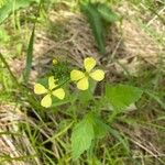 Raphanus raphanistrumFlor