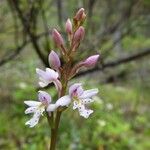 Galearis rotundifolia 花