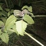 Chromolaena odorata Hoja