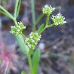 Valerianella eriocarpa Цветок