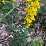 Cytisus nigricans Blüte