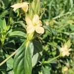 Barleria eranthemoides Blomst