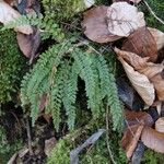 Asplenium viride Blatt