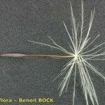 Hypochaeris radicata Frucht