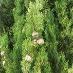 Cupressus sempervirensBlatt