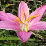 Zephyranthes carinata Blüte
