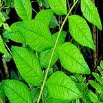 Zanthoxylum americanum Leaf