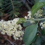 Ceanothus cordulatus Агульны выгляд