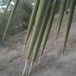 Yucca elata Blad