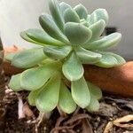 Sedum clavatum Lapas