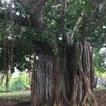 Ficus thonningii Liść