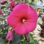 Hibiscus palustris Flower