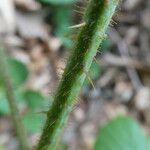 Rubus scaber Bark