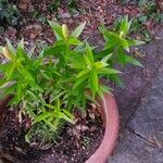 Lilium lancifolium Blad