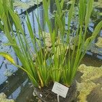 Sagittaria lancifolia Blad