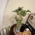 Pelargonium graveolens ফুল