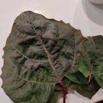 Atriplex hortensis Blad